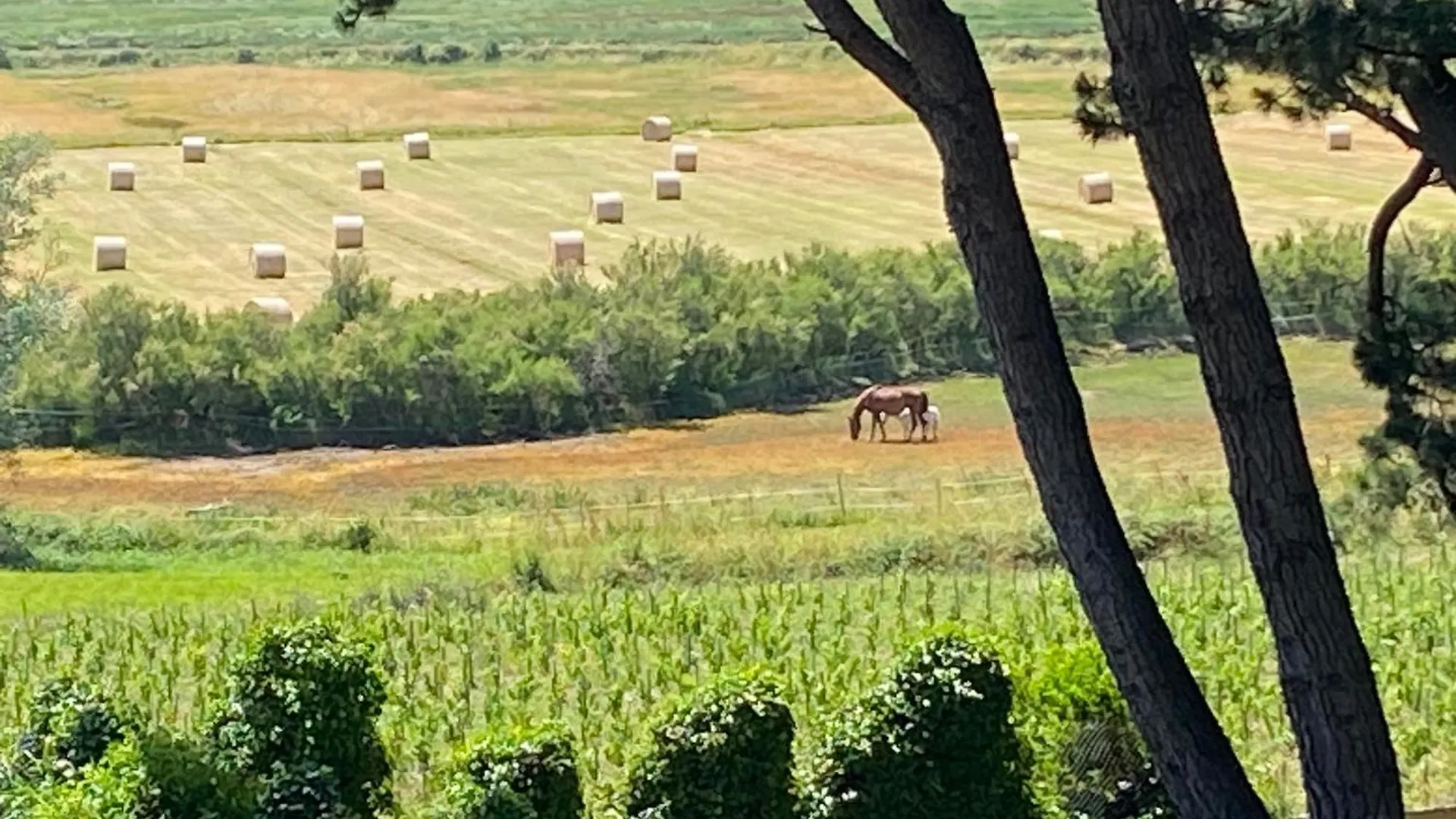 Villa Vieilles Vignes Vue Mer Billiers Hébergement de vacances